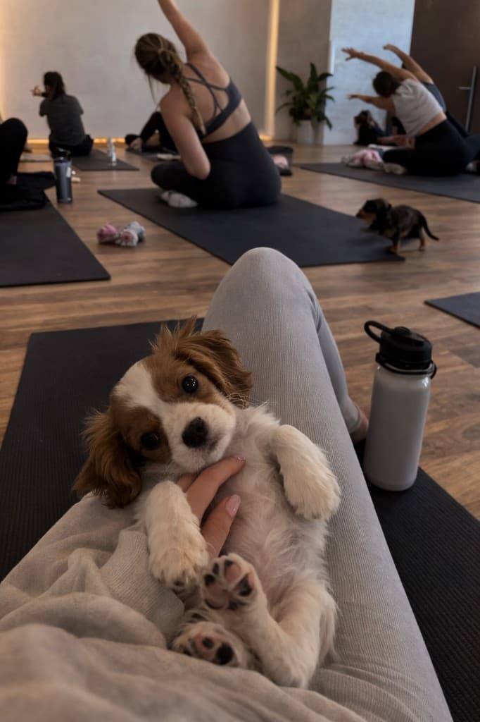 Puppy on lap during yoga