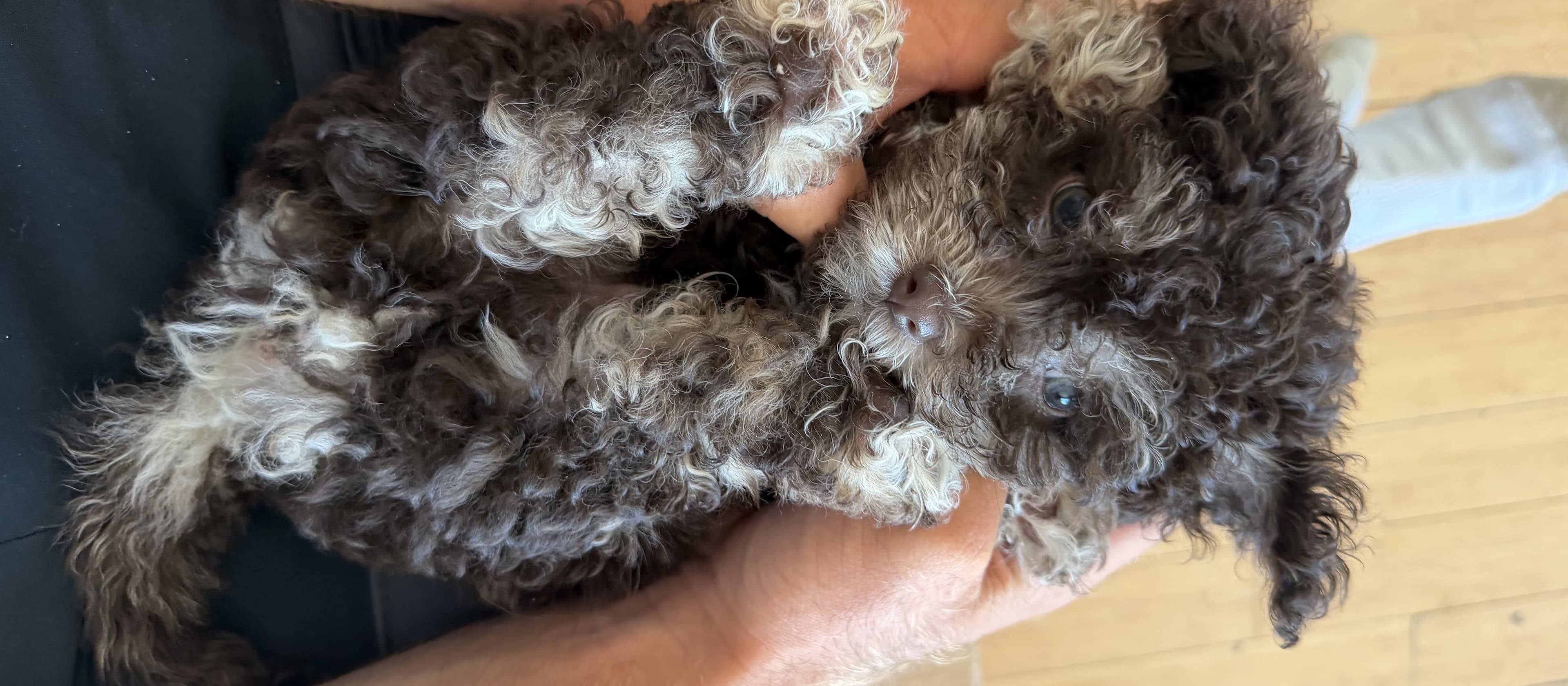 Wrapping up a puppy yoga session — the perfect experience gift in LA