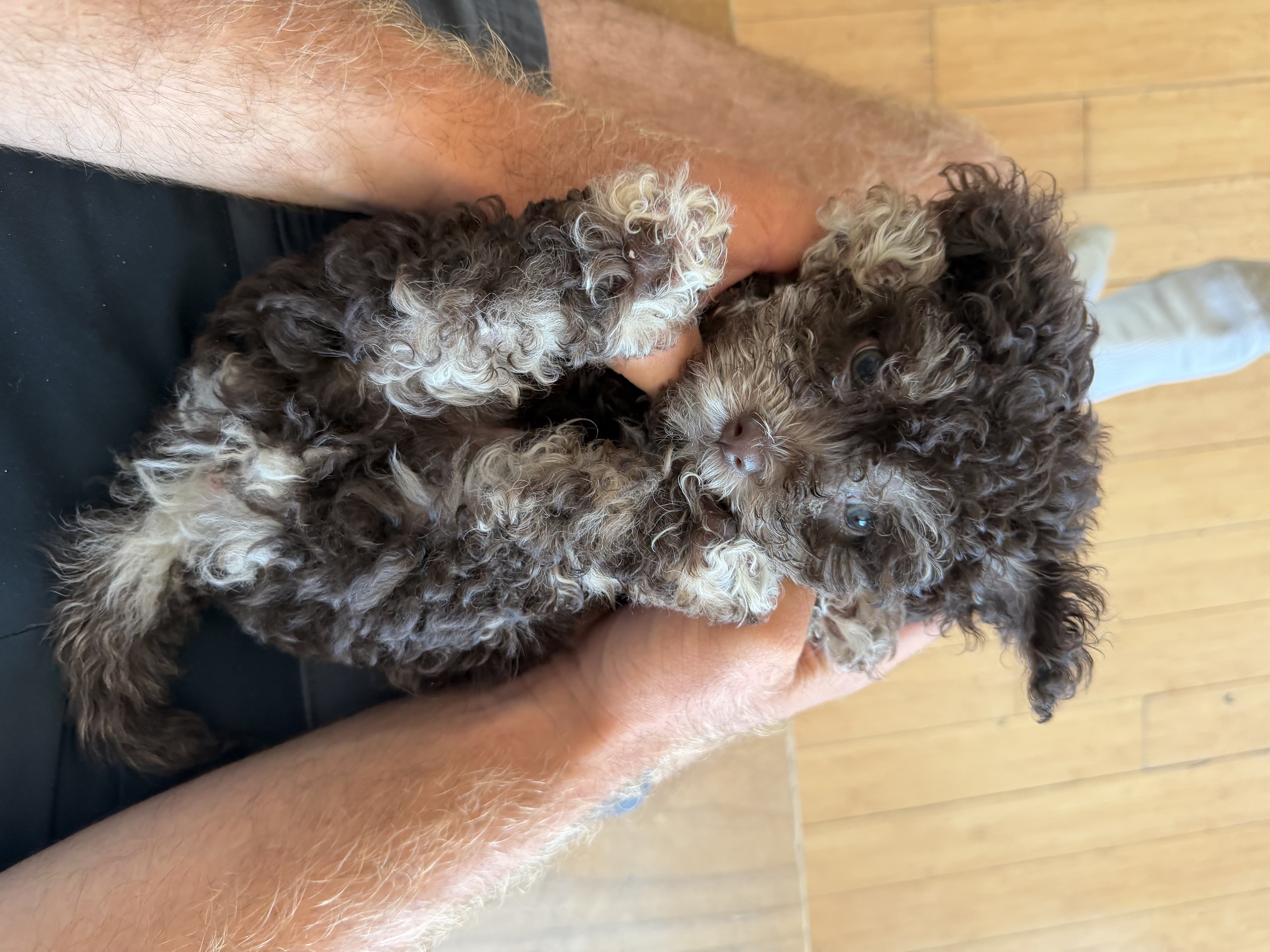A puppy from a Puppy & Flow class